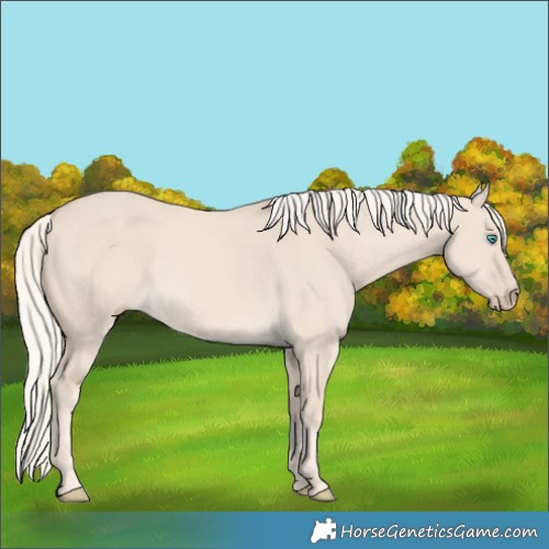 Horse Color:Cremello Dun