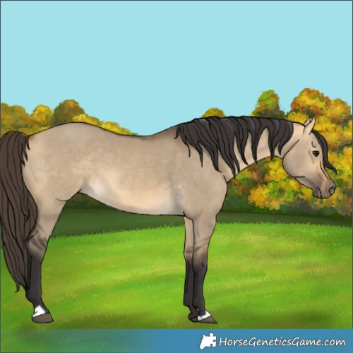 Horse Color:Buckskin Dun 