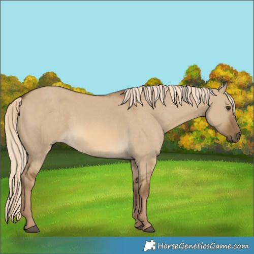 Horse Color:Chocolate Palomino Dun