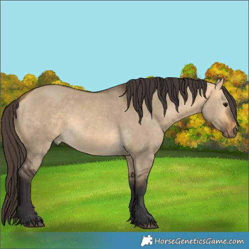 Horse Color:Buckskin Dun 
