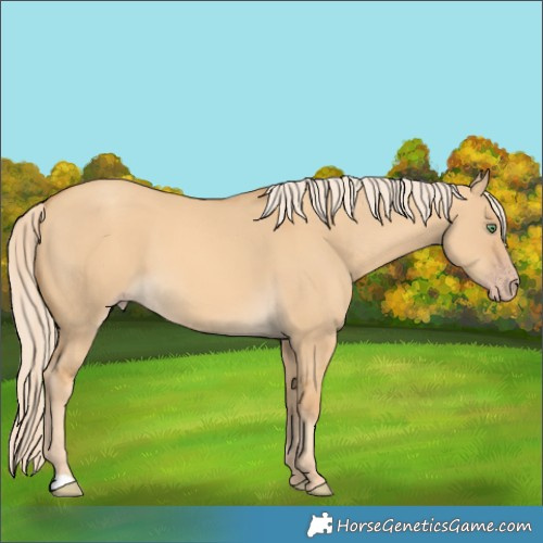 Horse Color:Gold Cream Champagne Dun 