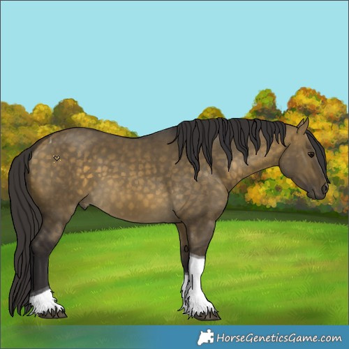 Horse Color:Buckskin Dun Tobiano 