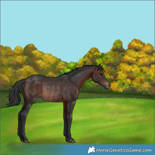Horse Color:Brown Rabicano 