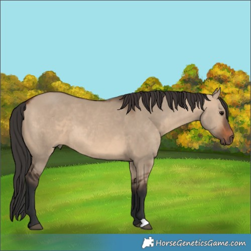 Horse Color:Brown Dun 