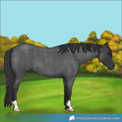 Horse Color:Blue Roan 