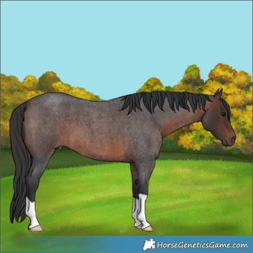 Horse Color:Brown Roan 