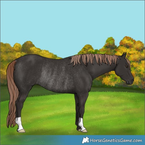 Horse Color:Liver Chestnut Rabicano 