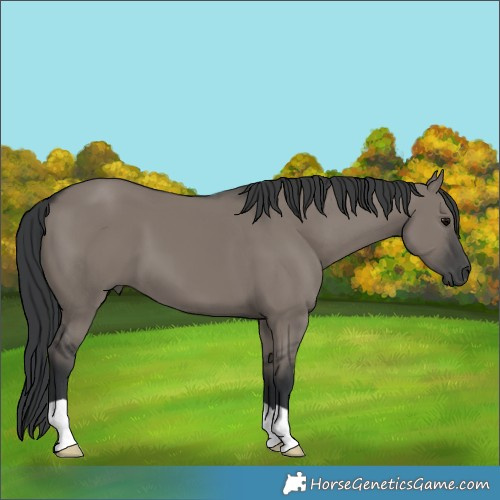 Horse Color:Grullo 