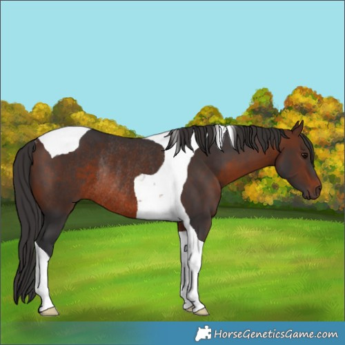 Horse Color:Brown Tobiano Rabicano
