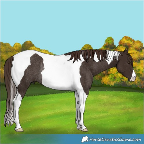 Horse Color:Liver Chestnut Tobiano Rabicano