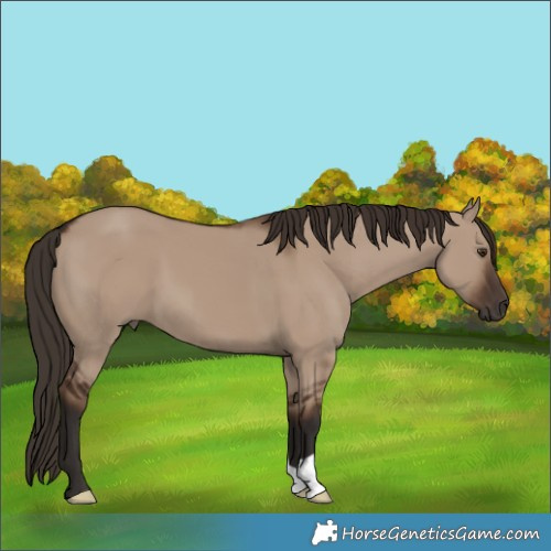 Horse Color:Liver Red Dun 