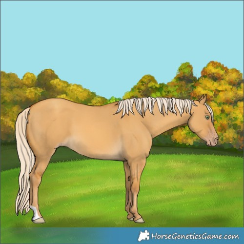Horse Color:Gold Cream Champagne Dun 