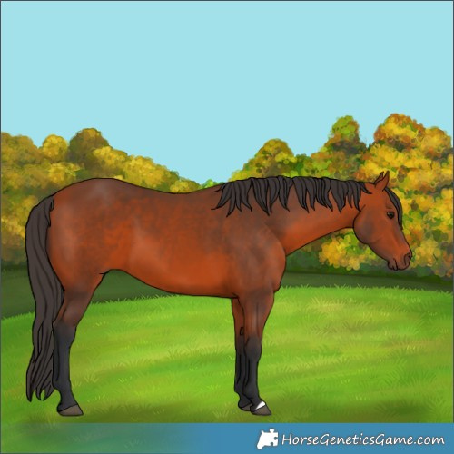 Horse Color:Bay 