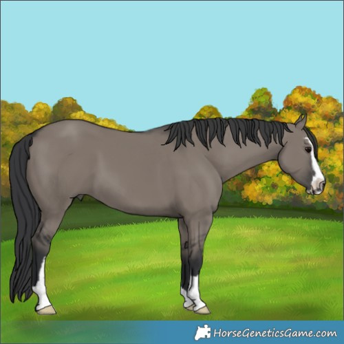 Horse Color:Grullo Sabino 