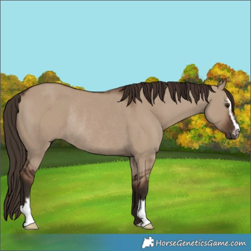 Horse Color:Liver Red Dun Sabino Rabicano 