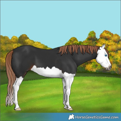 Horse Color:Gray Liver Chestnut Splash