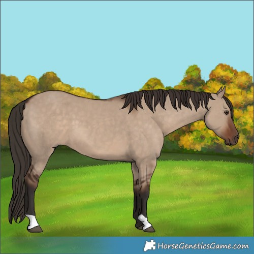 Horse Color:Liver Red Dun 