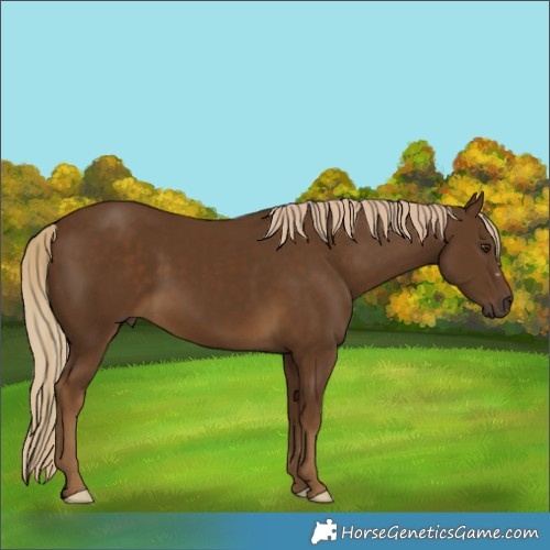 Horse Color:Chocolate Palomino 