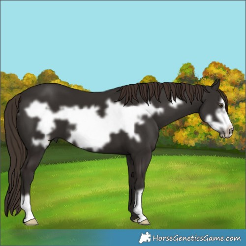 Horse Color:Liver Chestnut Frame 