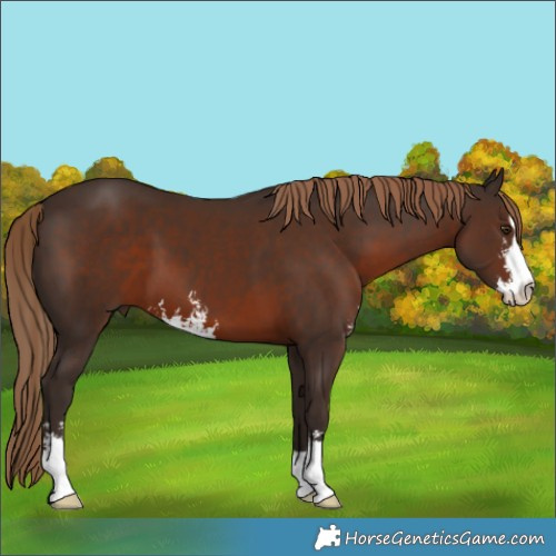 Horse Color:Liver Chestnut Sabino 