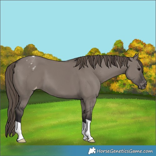 Horse Color:Smoky Grullo Appaloosa 