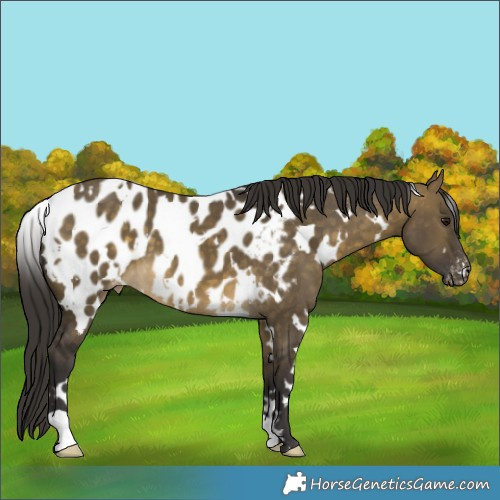 Horse Color:White Spotted Buckskin Dun Appaloosa 