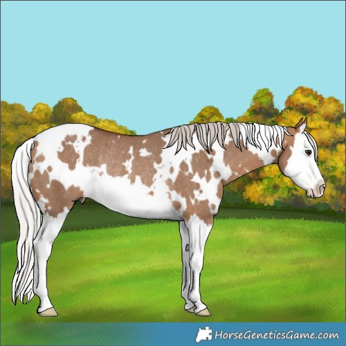 Horse Color:White Spotted Silver Bay Dun Splash Rabicano