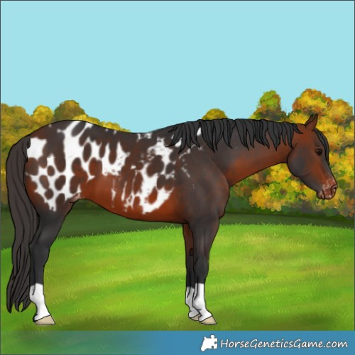 Horse Color:Bay Appaloosa 