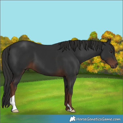 Horse Color:Liver Chestnut 
