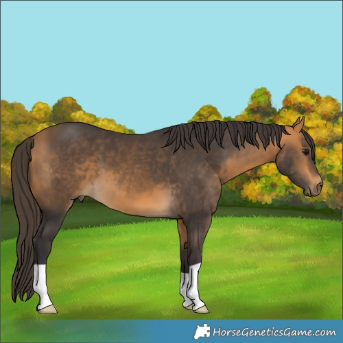 Horse Color:Buckskin 