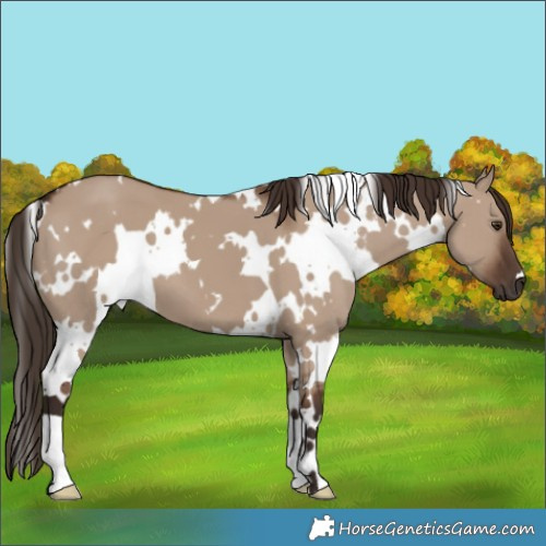 Horse Color:White Spotted Liver Red Dun 