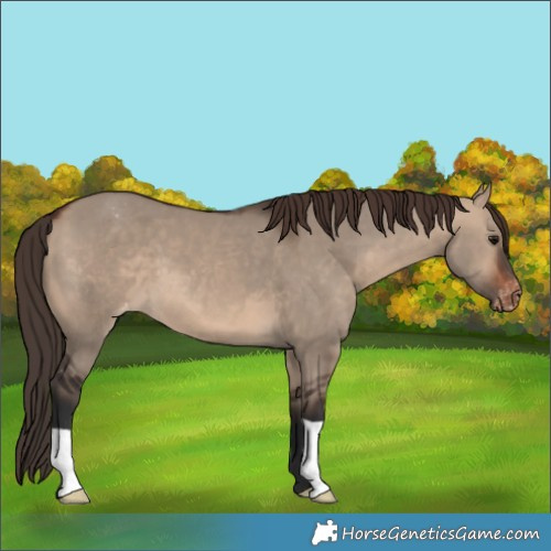 Horse Color:Brown Dun Appaloosa 