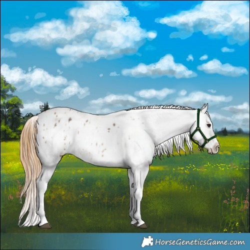 Horse Color:Buckskin Dun Appaloosa  and Buckskin Dun Appaloosa 