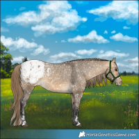 Horse Color:Buckskin Dun Appaloosa  and Buckskin Dun Appaloosa 