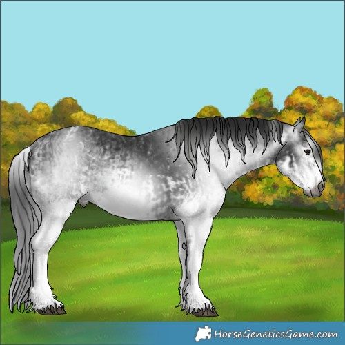 Horse Color:Gray White Spotted Black and Gray White Spotted Black