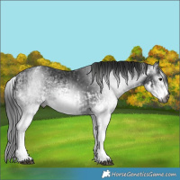 Horse Color:Gray White Spotted Black and Gray White Spotted Black