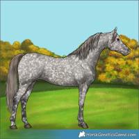 Horse Color:Smoky Grullo Snowflake Varnish  and Smoky Grullo Snowflake Varnish 