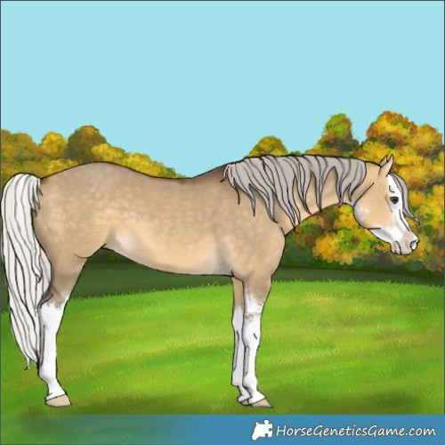 Horse Color:Silver Buckskin Dun Sabino Splash 