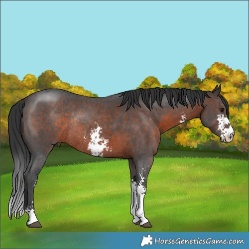 Horse Color:Brown Sabino Rabicano