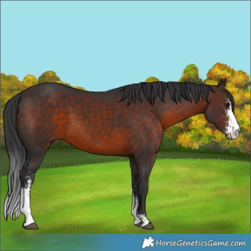 Horse Color:Brown Sabino 