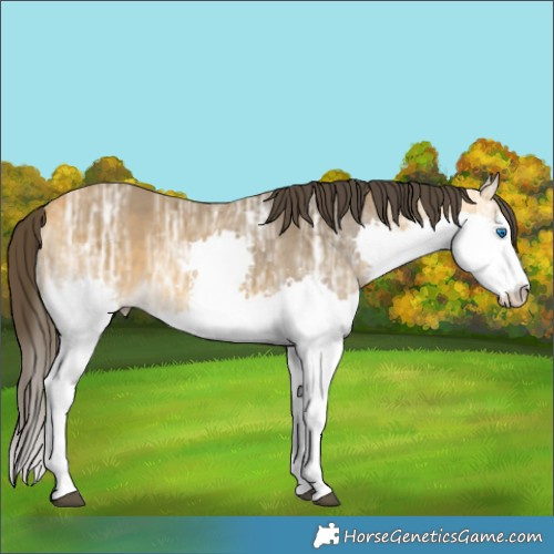 Horse Color:Buckskin Ice Sabino Splash 