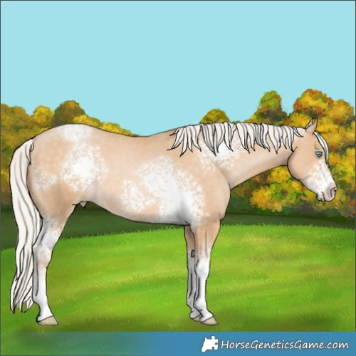 Horse Color:White Spotted Silver Buckskin Pearl