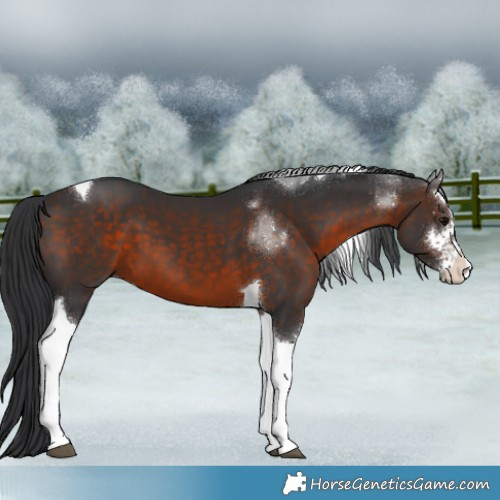Horse Color:Brown Sabino Tobiano 