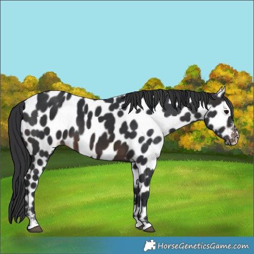 Horse Color:Brown Appaloosa 