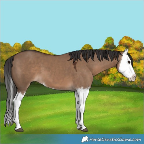 Horse Color:Liver Red Dun Splash 