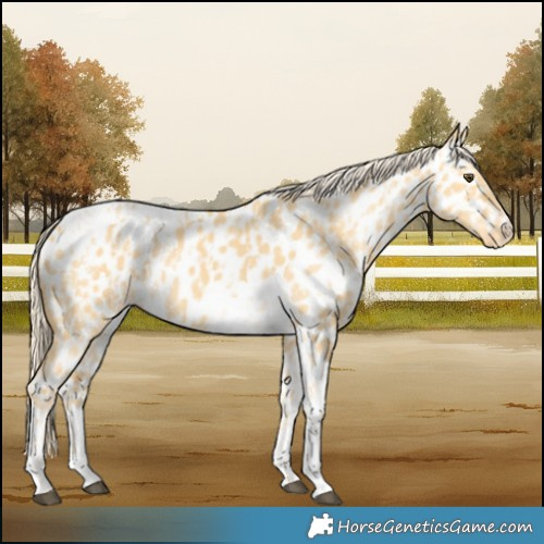 Horse Color:Palomino Dun Appaloosa and Palomino Dun Tobiano Appaloosa