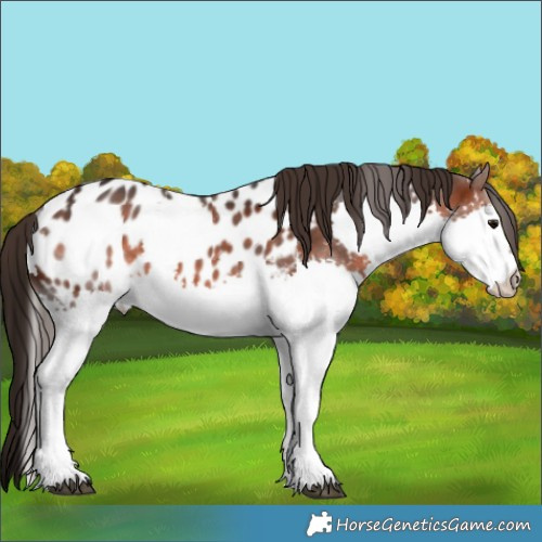 Horse Color:Brown Splash Appaloosa 