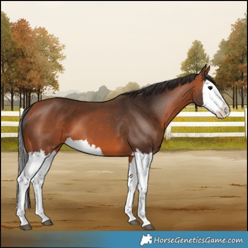 Horse Color:Bay Splash