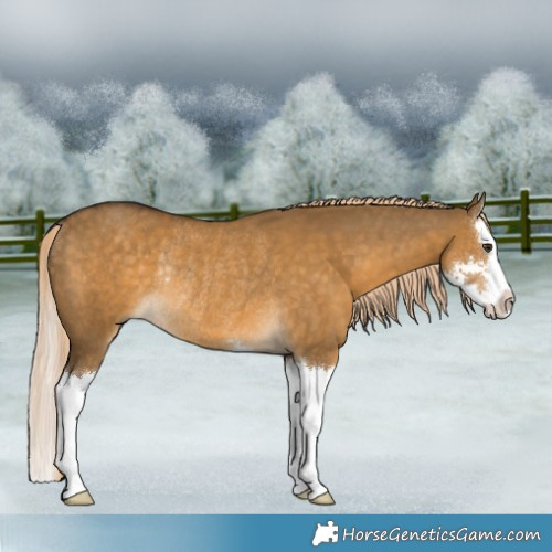 Horse Color:Chocolate Palomino Dun Sabino Splash Rabicano 