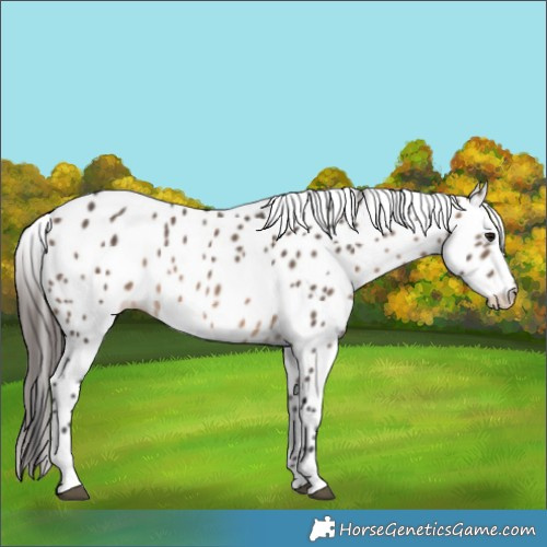 Horse Color:Brown Dun Appaloosa Rabicano